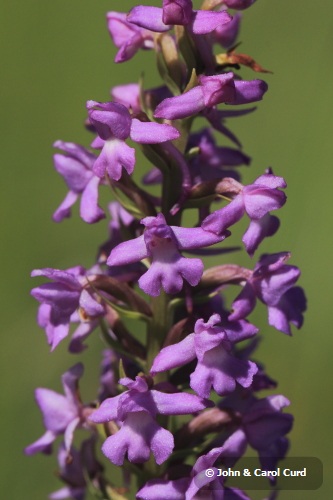 _MG_1979 Fragrant Orchid.JPG